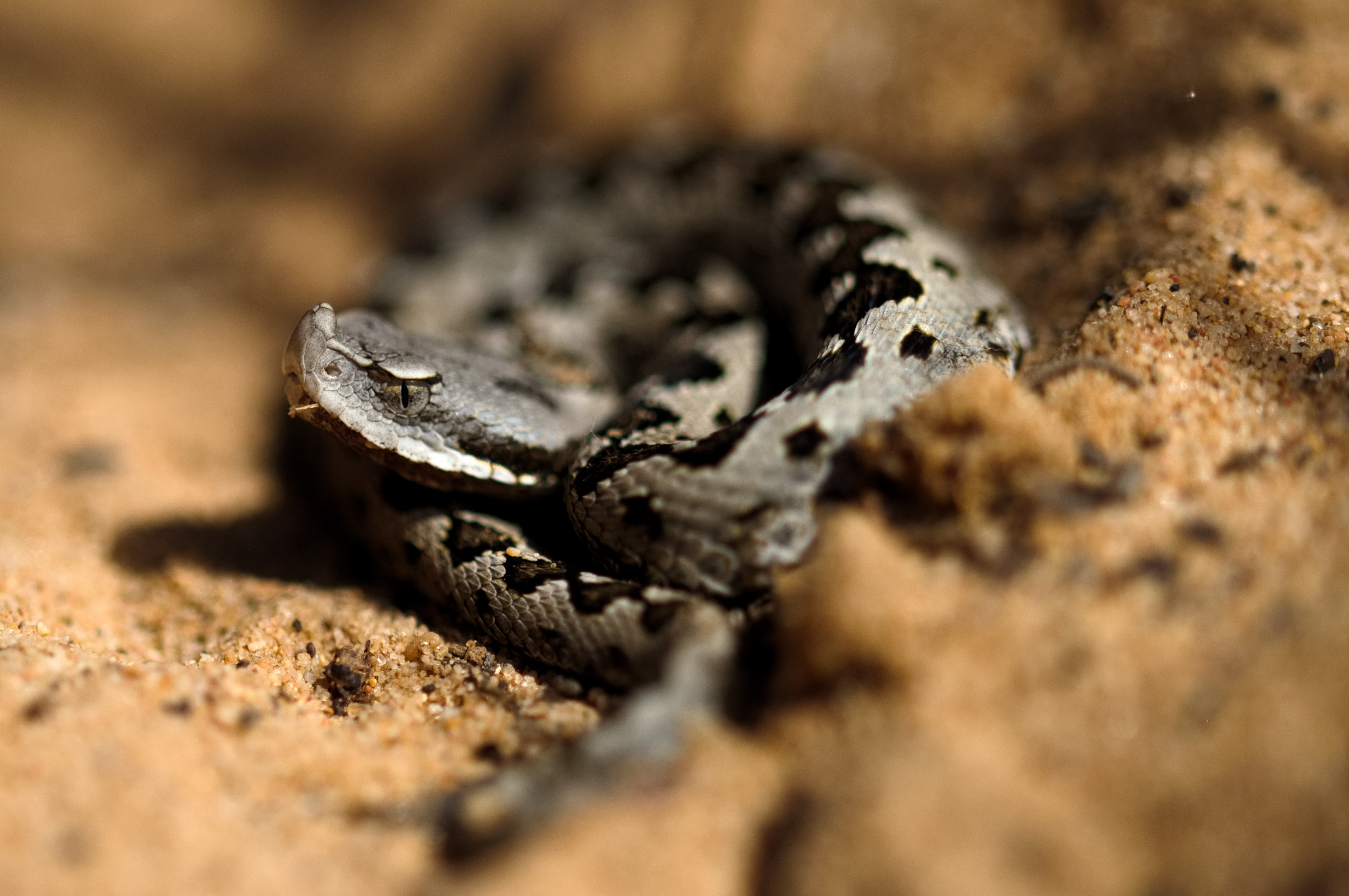 Individuo joven de V. latastei observada en la Reserva Biológica de Doñana. Autor: Mizar Torrijo-Salesa