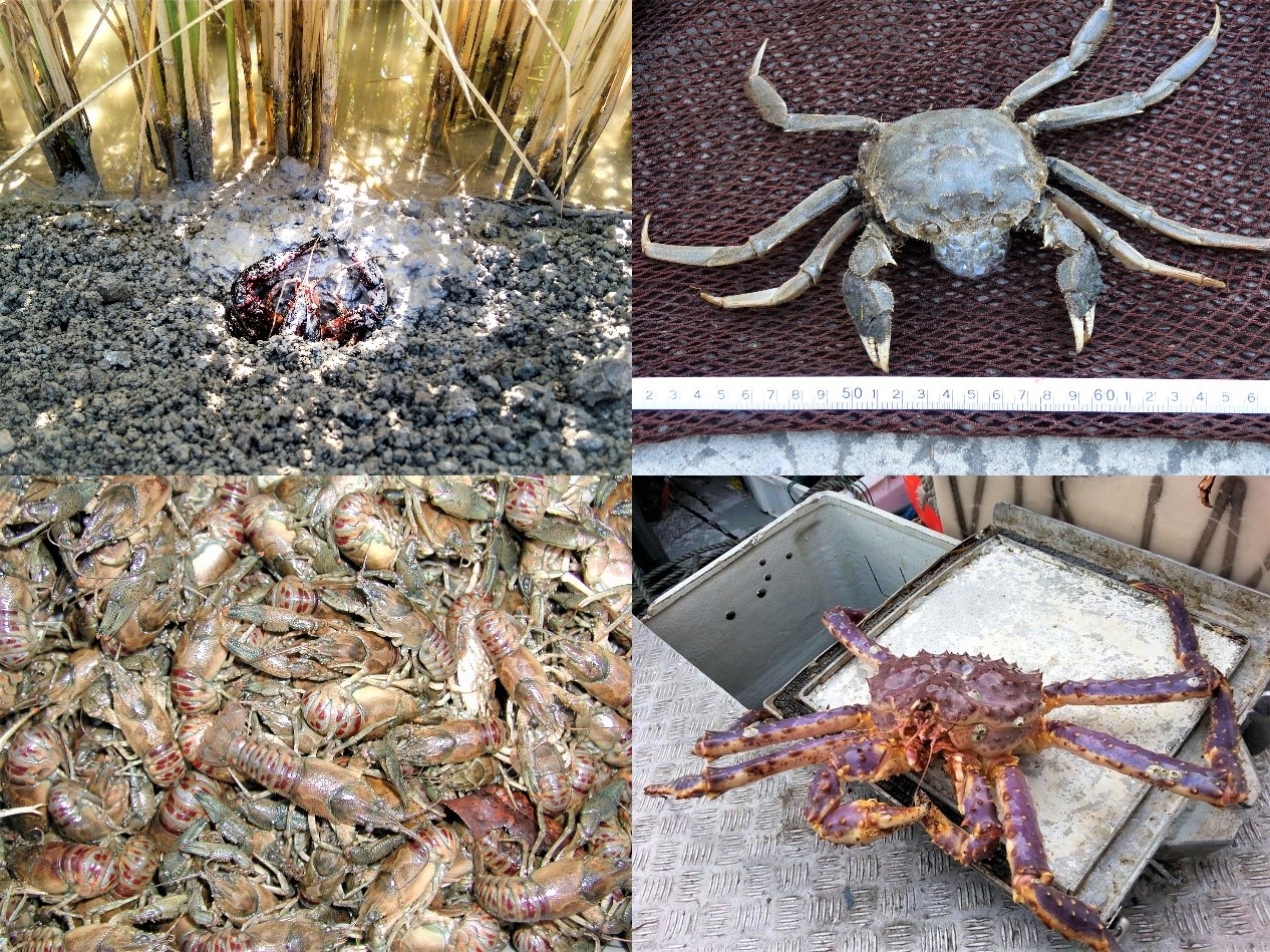 A red swamp crayfish Procambarus clarkii, occupying a burrow built in a rice field dyke in Spain (top left); the Chinese mitten crayfish Eriocheir sinensis, captured in the Guadalquivir estuary in Spain (top right); numerous spiny-cheek crayfish Faxonius limosus, caught in the Czech Republic (bottom left); and a red king crab Paralithodes camtschaticus caught in Finnmark, Norway (bottom right) / Credits, in order: Fran Oficialdegui, Juan García de Lomas, Pavel Kozák, Melina Kourantidou.