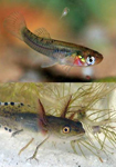 Interactions between mosquitofish and native newts