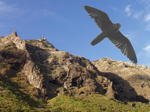 The spatial distribution of an insular cliff-nesting raptor community