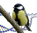 New publication: Heterozygosity at a single locus explains a large proportion of fitness variation in great tits