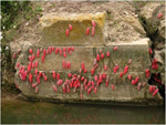 Assessing apple snail effects on ecosystem services in Europe