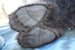 Why brown bears have smelly feet