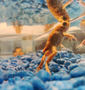 Validación de la citometría de flujo para evaluar respuestas inmunes en anfibios