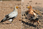 Red mud as makeup in the Egyptian vultures