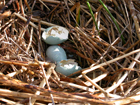Insecticides in wild bird eggs