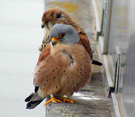 Wind and temperature determine Lesser kestrels selection of hunting strategy
