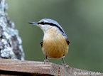 Condition-dependence of pheomelanin-based coloration in nuthatches Sitta europaea suggests a detoxifying function: implications for the evolution of juvenile plumage patterns