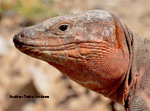 Consecuencias del declive de los lagartos gigantes en Canarias