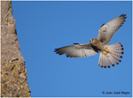 Genetic favouring of pheomelanin-based pigmentation limits physiological benefits of coloniality in lesser kestrels Falco naumanni