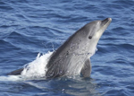 The diet of the bottlenose dolphin described by stomach content and stable isotope analyses