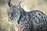Spatiotemporal dynamics of genetic variation in the Iberian lynx along its path to extinction reconstructed with ancient DNA
