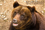 Cómo un grupo de 50 osos resiste a la pérdida de diversidad genética