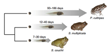 La acomodación de la plasticidad en el desarrollo explica la divergencia adaptativa entre especies de sapos de espuela