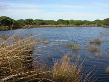 Impactos de la extracción de agua subterránea en lagunas temporales de Doñana