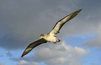 Geographic isolation, key to the absence of parasites of avian malaria in Cory’s shearwater