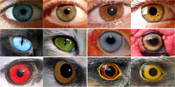 Intraspecific eye color variability in birds and mammals: a recent evolutionary event exclusive to humans and domestic animals