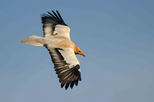 Stakeholders perceptions of the endangered Egyptian vulture: insights for conservation