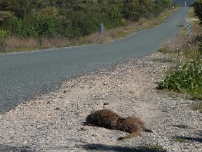 Vertebrate roadkill en Andalusia