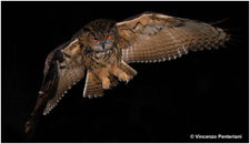 Feather content of porphyrins in Eurasian eagle owl fledglings depends on body condition and breeding site quality