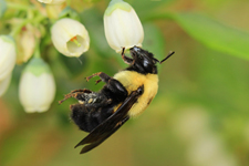The importance of bee diversity for crop pollination