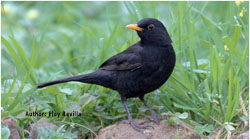 Urban blackbirds have shorter telomeres