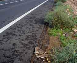 Mortalidad de fauna en las carreteras de Lanzarote
