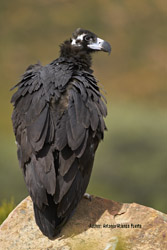 Liberalization of the Common Agricultural Policy could affect Cinereous vulture