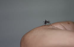 Aedes vittatus en España: distribución actual, barcode y papel potencial como vector de enfermedades humanas