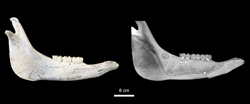 Inferencias sobre la paleobiología y la tafonomía de caballos fósiles a partir del estudio radiológico de sus mandíbulas