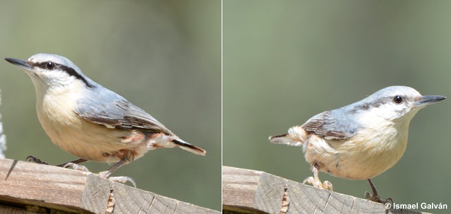 Females mate with males with diminished pheomelanin-based coloration in the Eurasian nuthatch Sitta europaea