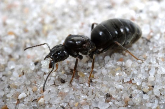 Current knowledge on the physiological and molecular effects of Queen pheromones in ants
