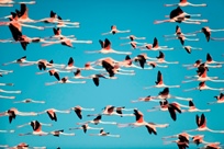 Dynamic signalling in the greater flamingo