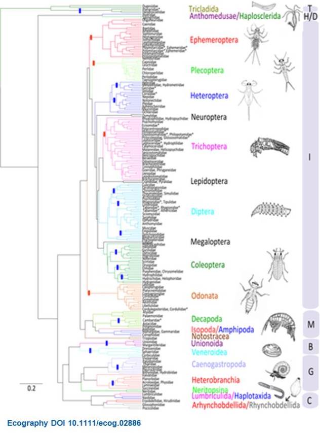 La evolución de los rasgos de los macroinvertebrados de agua dulce a través del árbol de la vida