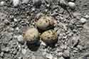 Differences in selection of microhabitats and nest materials in three ground-nesting birds