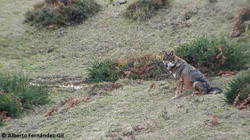 On the path to extinction: inbreeding and admixture in a declining gray wolf population