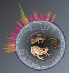 Macroevolutionary shift in the size of amphibian genomes and the role of life history and climate