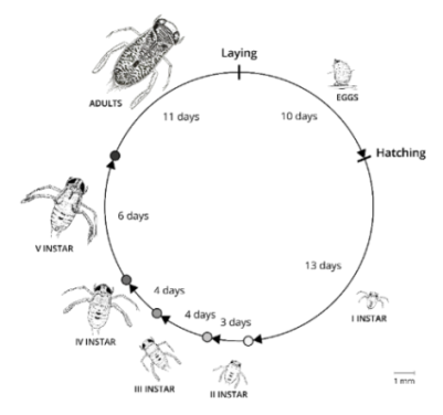 El ciclo de vida de un coríxido exótico