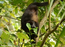 Un cambio reciente en el fenotipo de pigmentación de un primate neotropical salvaje