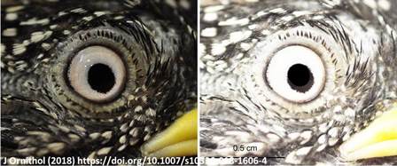 Heterocromía asimétrica en la coloración del iris de las aves