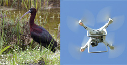 Drone monitoring of breeding waterbird populations