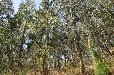 Eucalypt plantations disturb the development of amphibian larvae