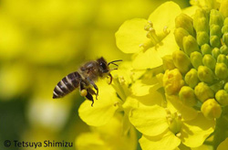 Las abejas se adaptan a zonas altas mediante cambios en su comportamiento