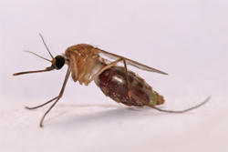 DNA changes in mosquitos induced by malaria infection