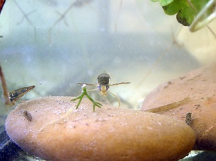 Water boatman survival and fecundity are related to ectoparasitism and salinity stress
