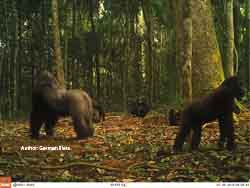 Un estudio revela que los gorilas de llanura son tolerantes y sociables