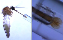 Competencia de vectores de los mosquitos Aedes caspius y Ae. albopictus para la transmisión del virus Zika