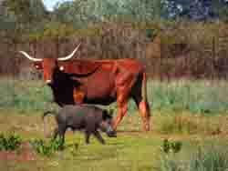 Interactions between domestic and wild ungulates