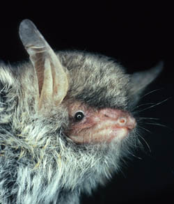 A new species of bat was hiding in our forests
