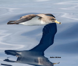 Posible mortalidad por artes de pesca en juveniles de aves marinas